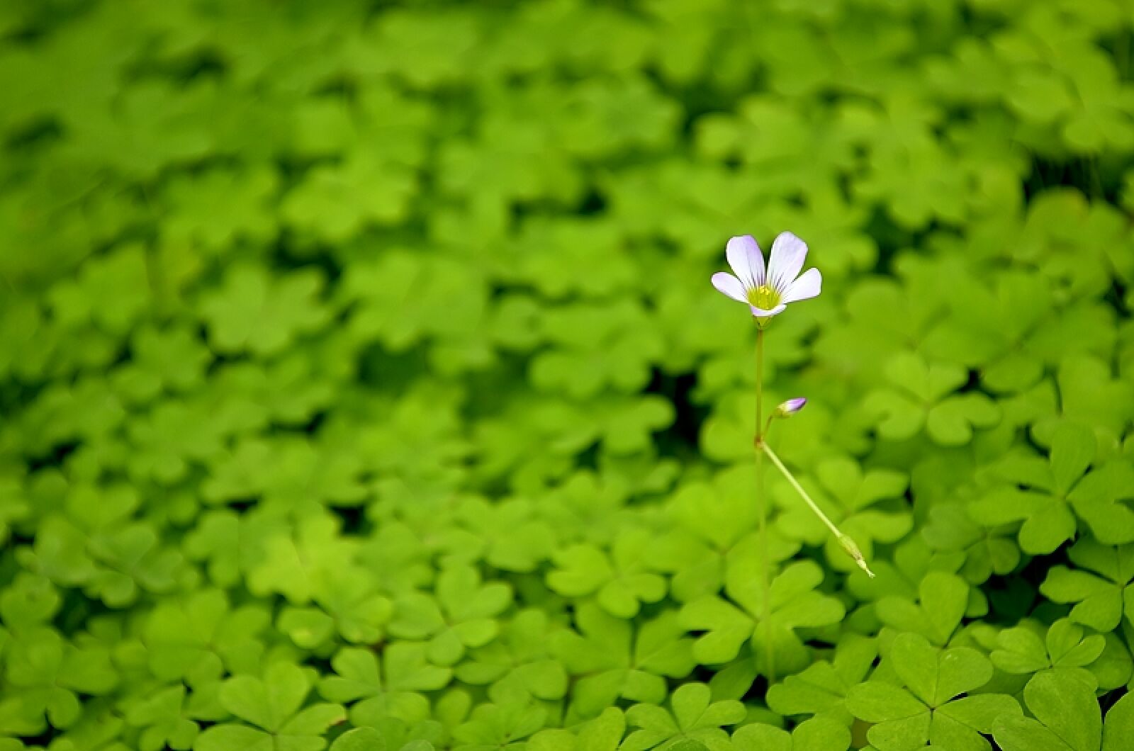 Nikon D5100 sample photo