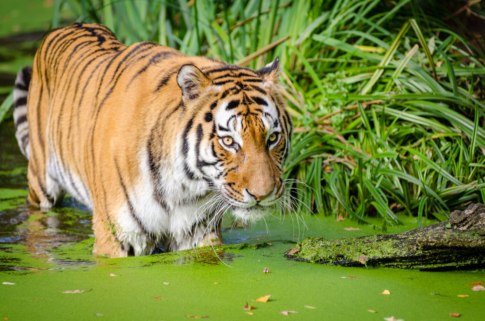 AF Zoom-Nikkor 80-200mm f/2.8 ED sample photo. Tiger, walking, on, pond photography