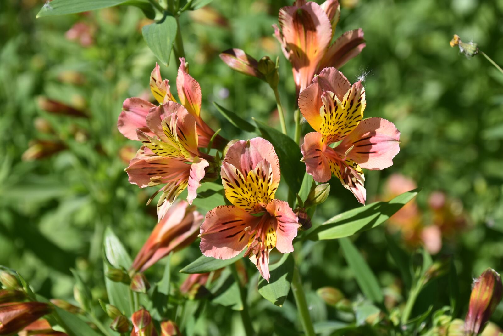 Nikon D5600 sample photo. Flowers, plants, decorative flowers photography