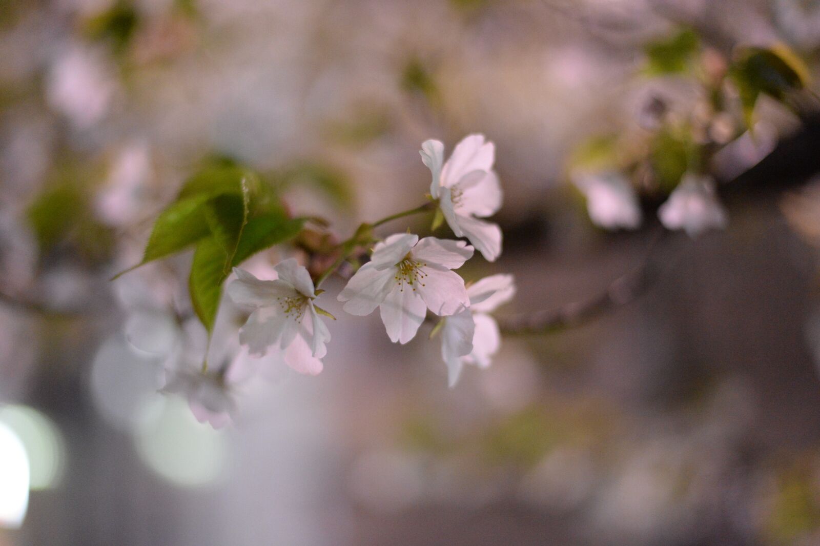 Nikon Df sample photo. Cherry blossoms, japan, spring photography