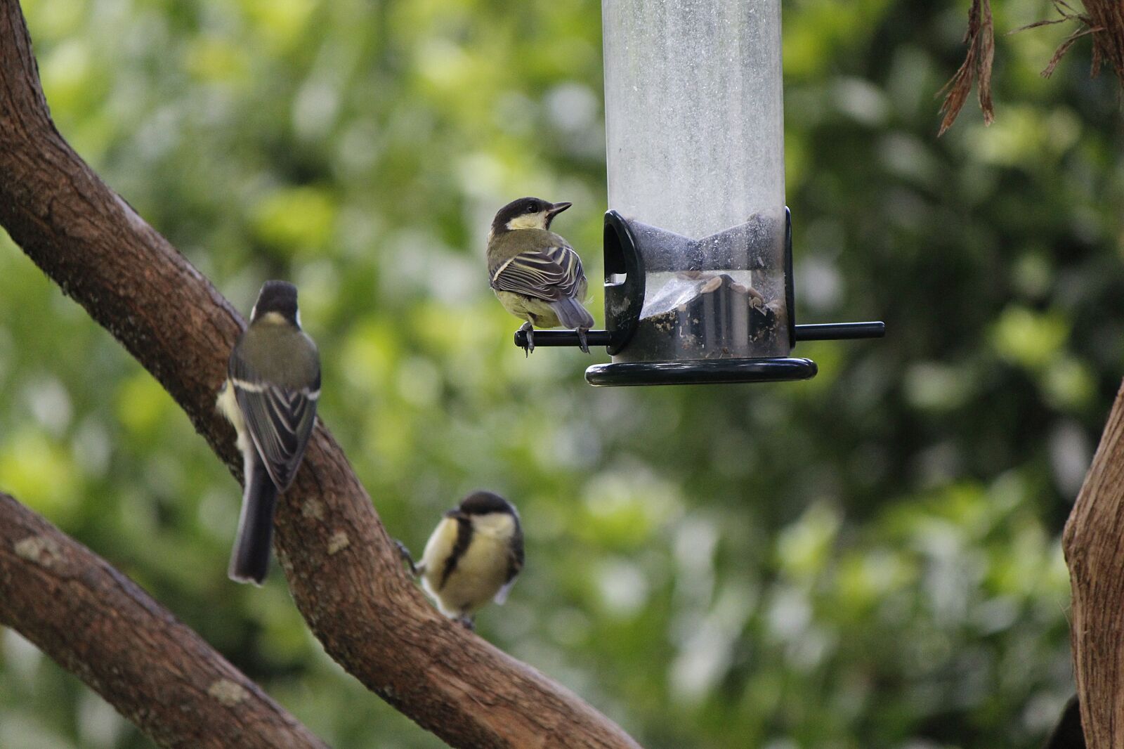 Canon EF-S 55-250mm F4-5.6 IS II sample photo. Great tits, birds, tit photography