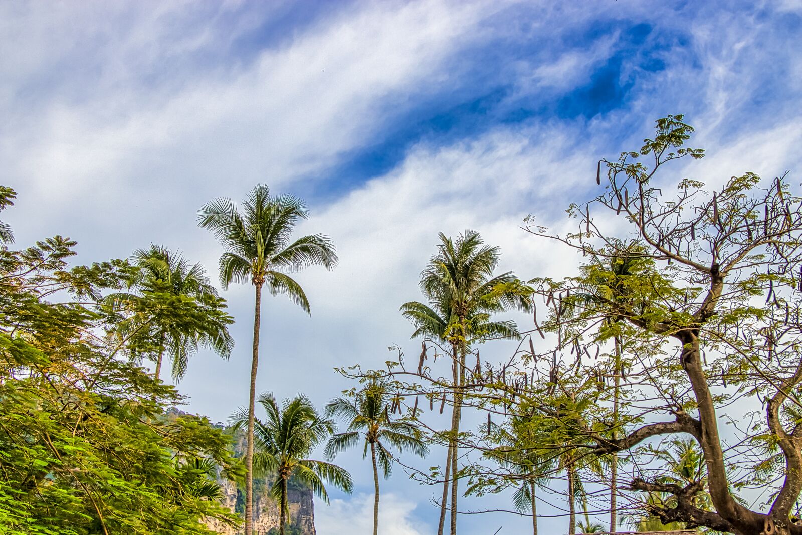 Canon EF-S 18-135mm F3.5-5.6 IS USM sample photo. Thailand, palm trees, summer photography