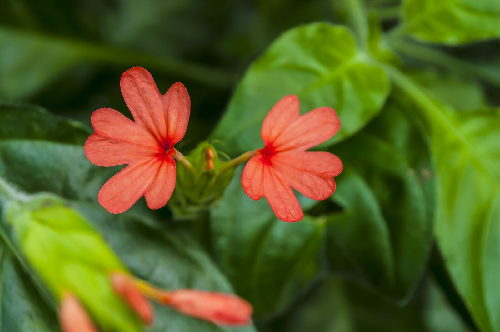 Nikon D5000 sample photo. Flowers, greens, nature photography