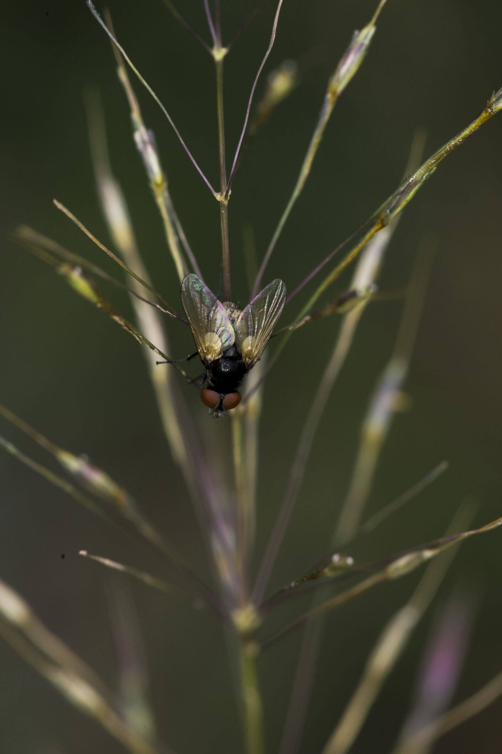 Canon EOS 6D + Canon EF 100mm F2.8 Macro USM sample photo. The flies, neck, con photography