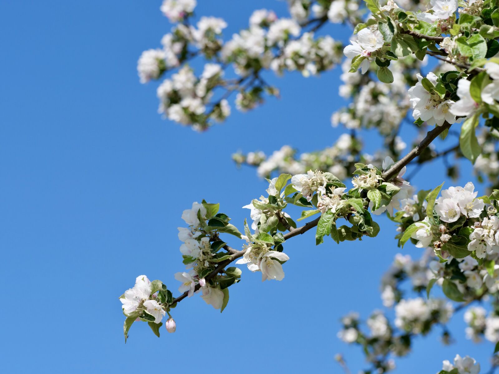 Panasonic Lumix DC-G9 sample photo. Spring, blossom, bloom photography