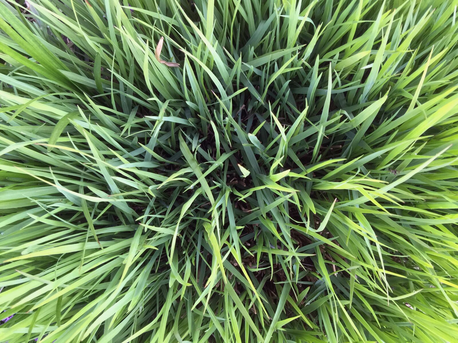 iPhone 6 Plus back camera 4.15mm f/2.2 sample photo. Background, texture, grass photography