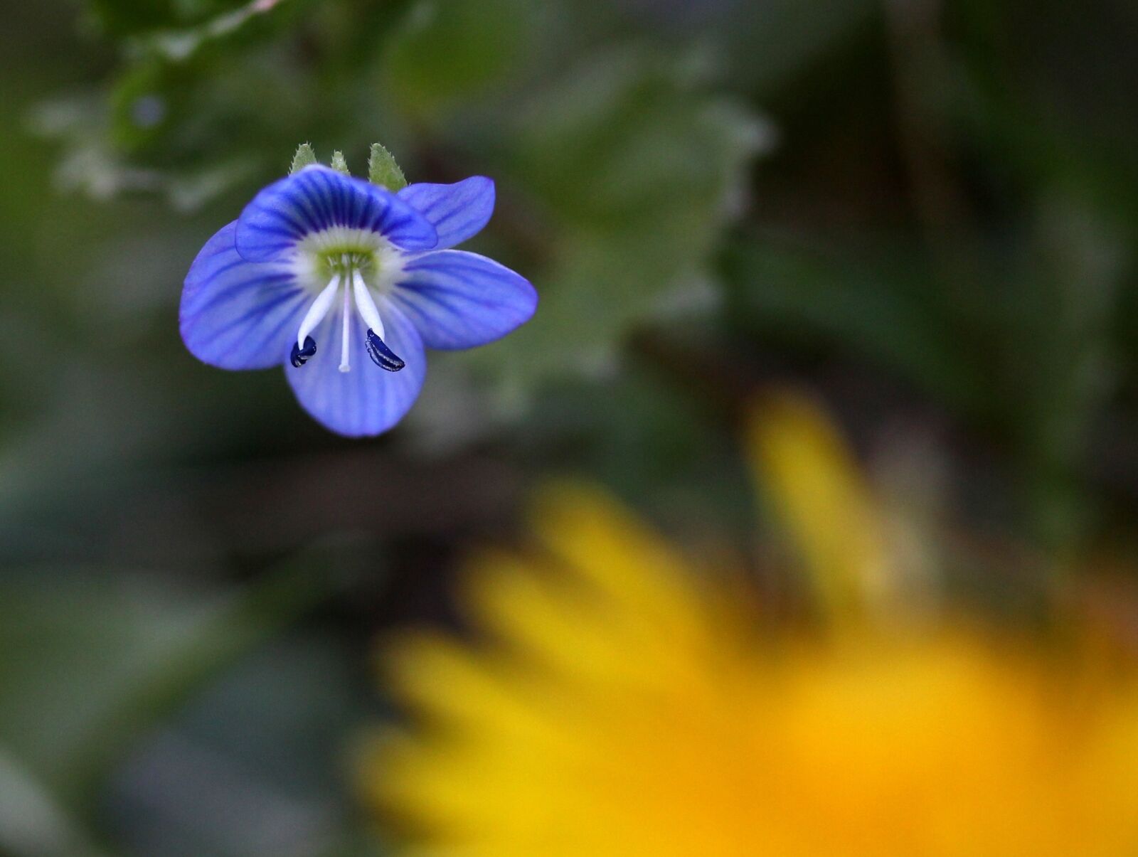 Canon EF-S 60mm F2.8 Macro USM sample photo. Cornflower, flower, small photography