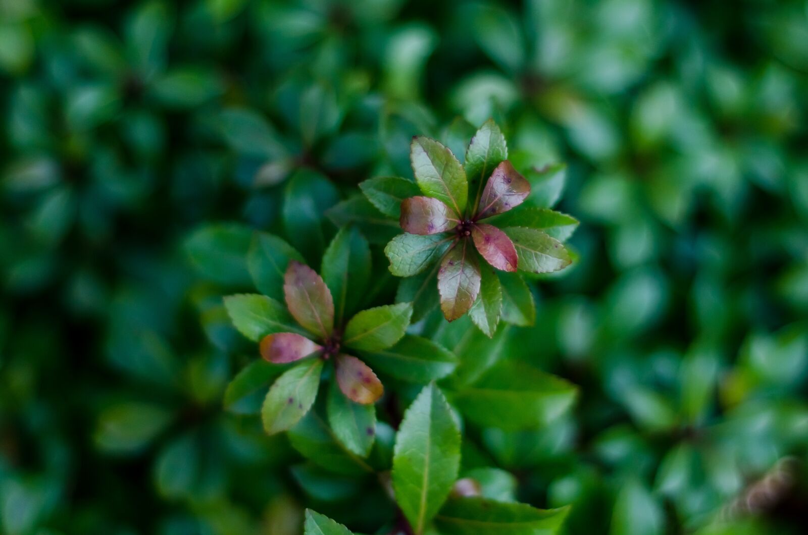 Nikon D7000 sample photo. Plant, macro, spring photography