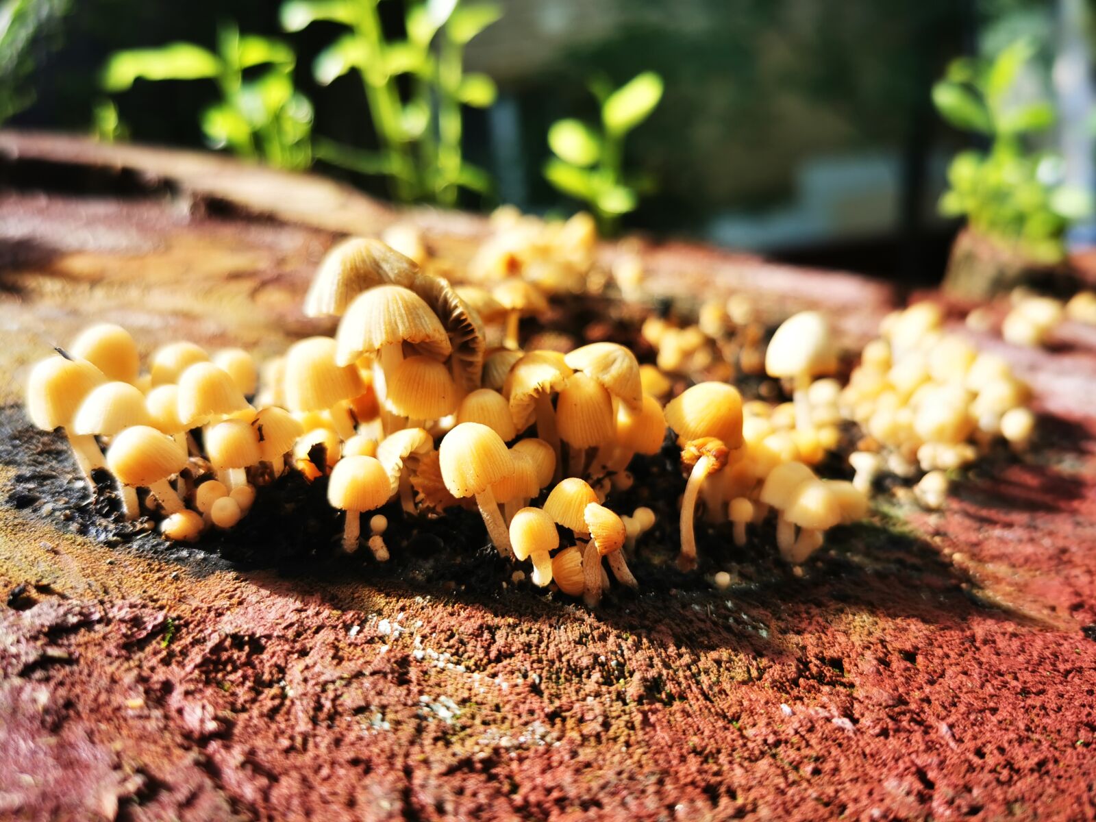 HUAWEI P30 Pro sample photo. Mushrooms, glade, summer photography