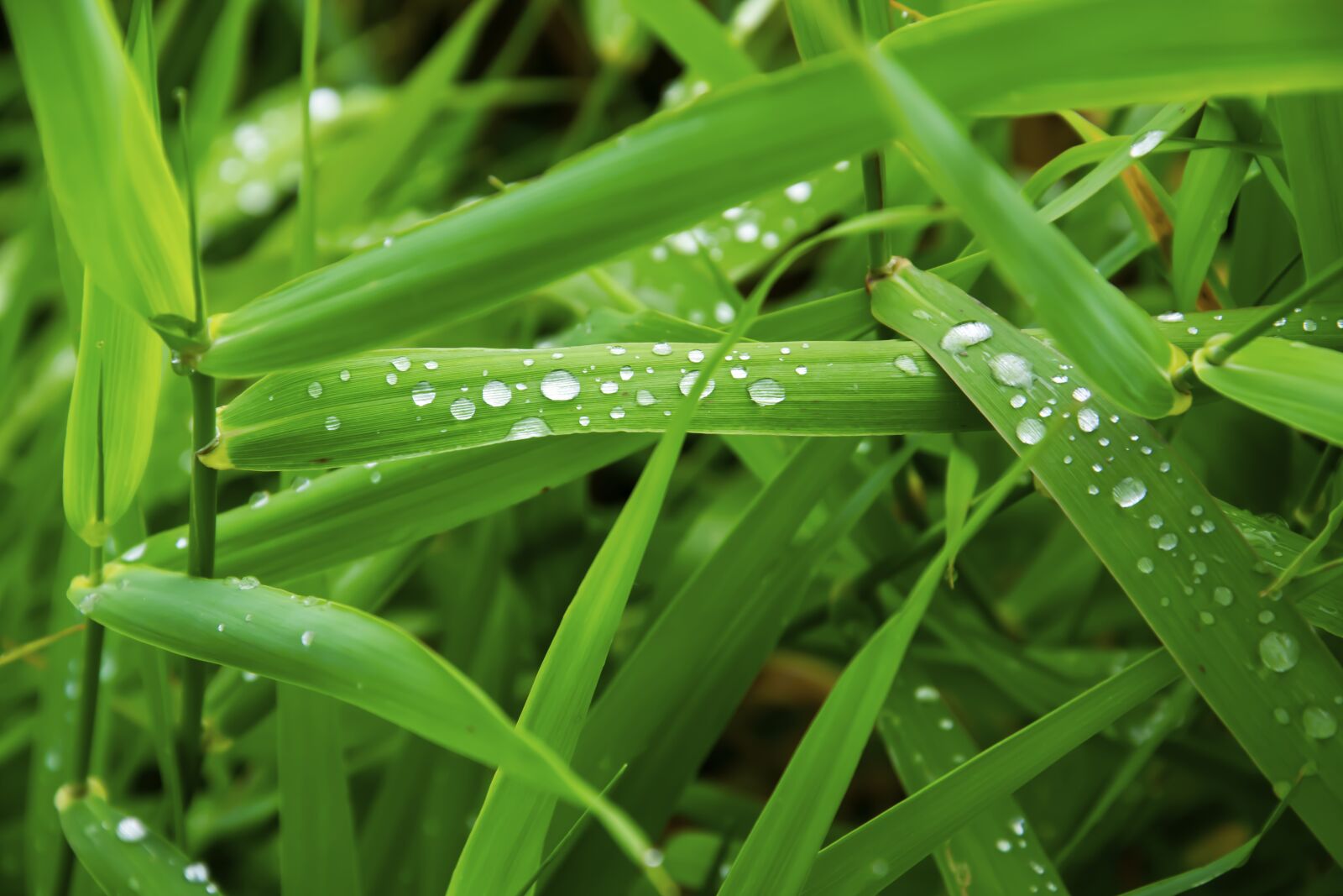 Nikon D5300 sample photo. Grass, raindrops, dew photography
