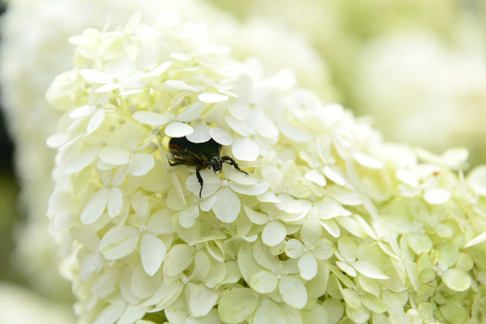 Nikon D800 sample photo. Flower, june bug, insects photography