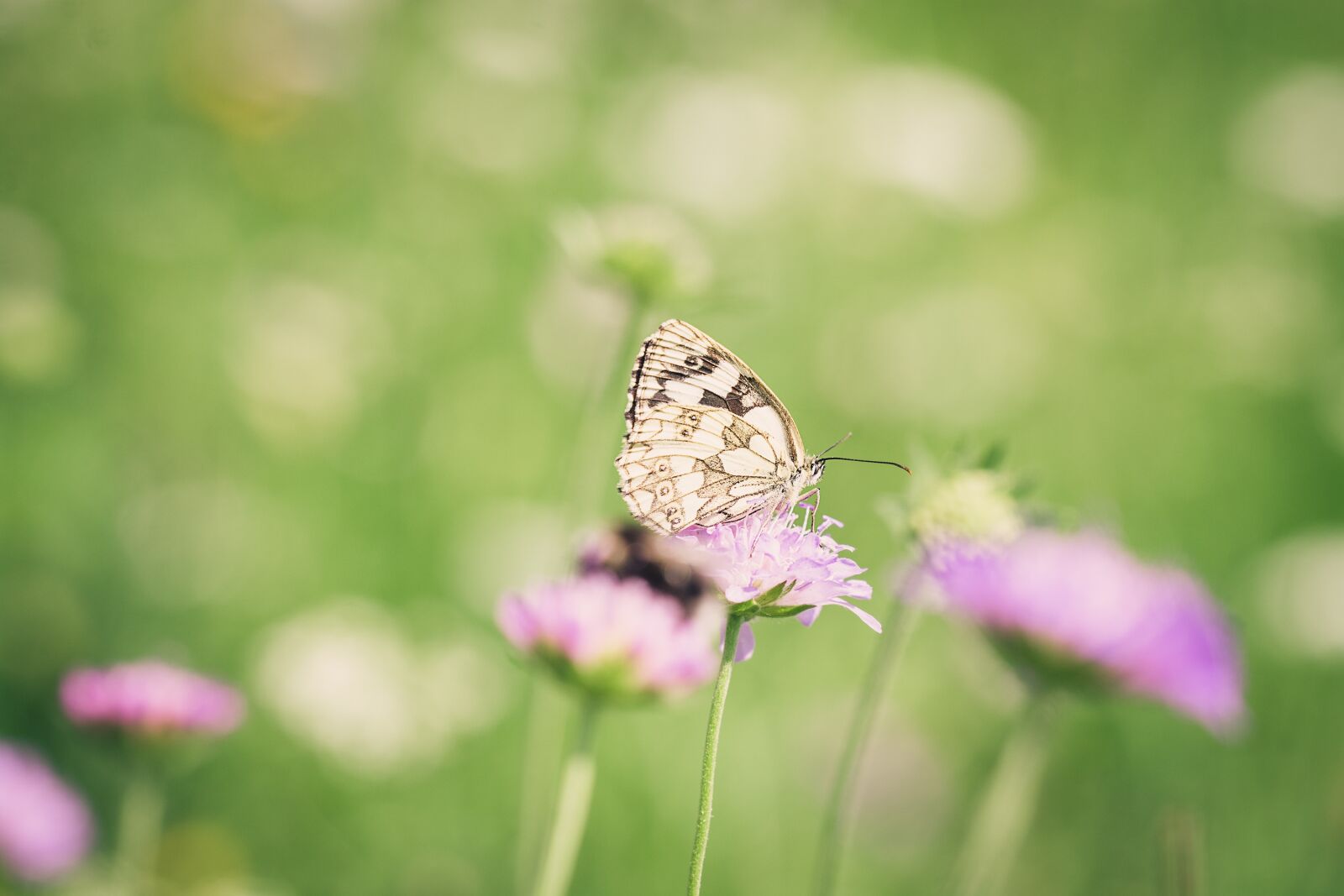 Nikon D7100 sample photo. Butterfly, edelfalter, satyrinae photography