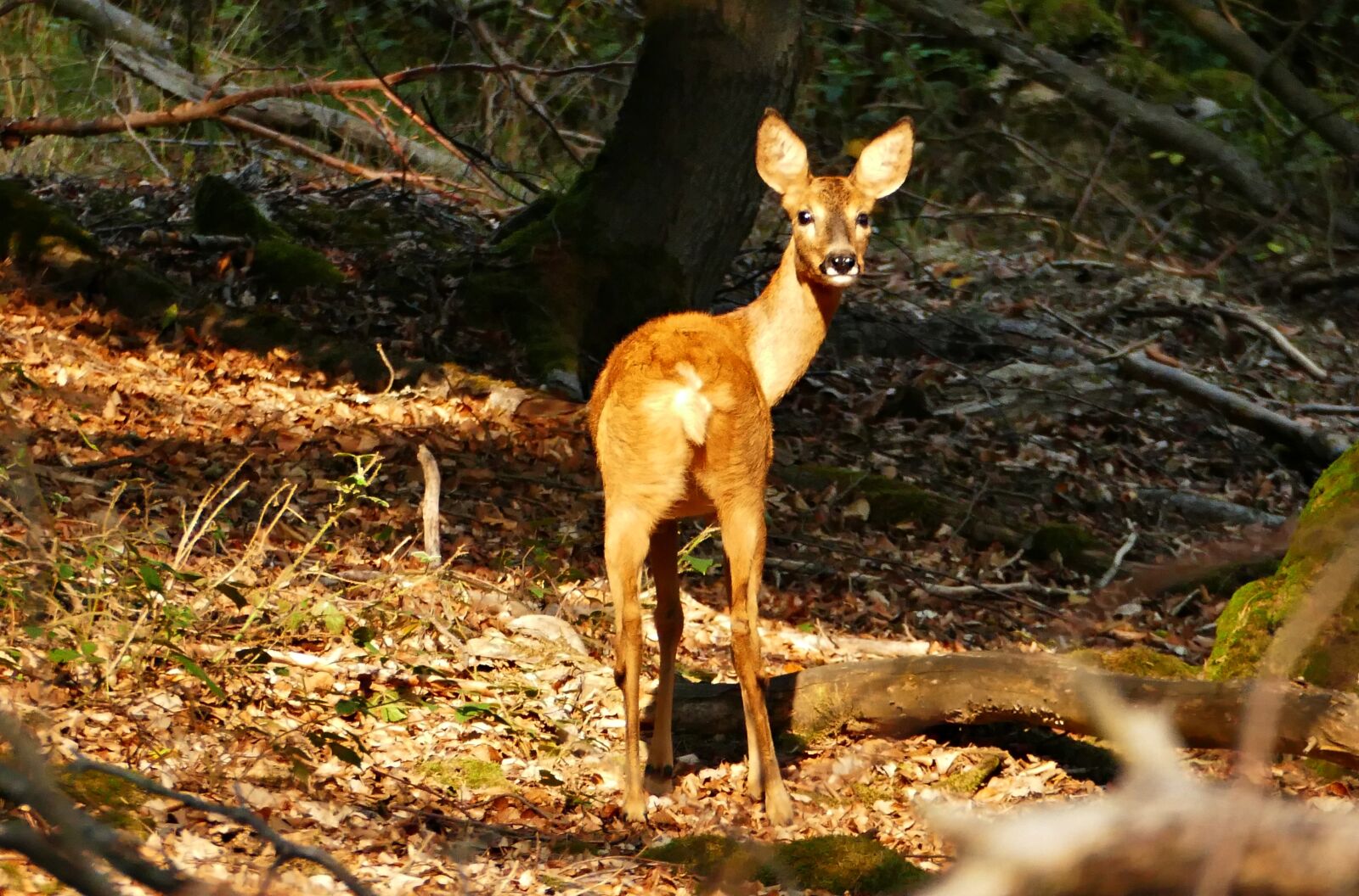 Panasonic Lumix DMC-FZ1000 sample photo. Roe deer, forest, wild photography