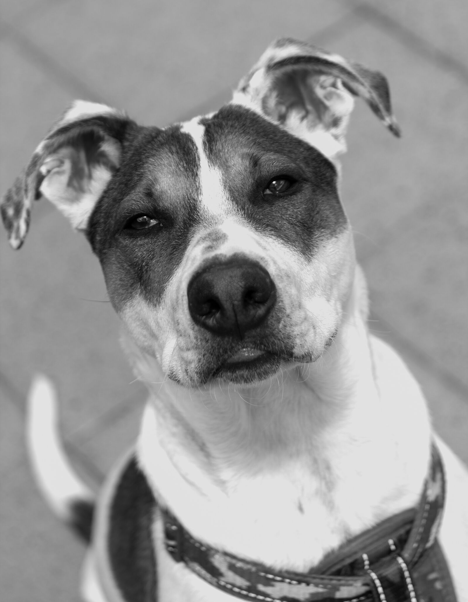 Canon EF-S 55-250mm F4-5.6 IS sample photo. Dog, puppy, pup photography