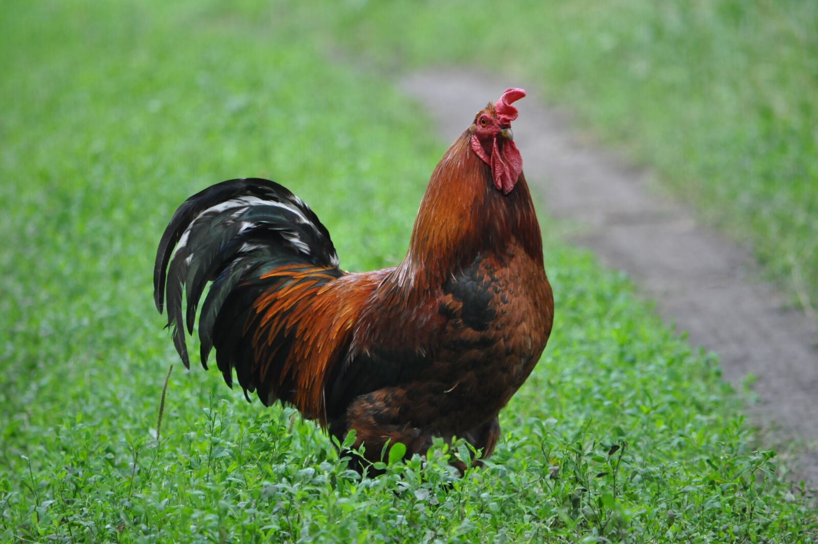 Nikon D90 sample photo. Cock, farm, chicken photography
