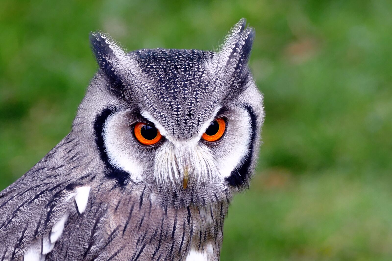 Panasonic Lumix DMC-FZ1000 sample photo. Southern white faced owl photography