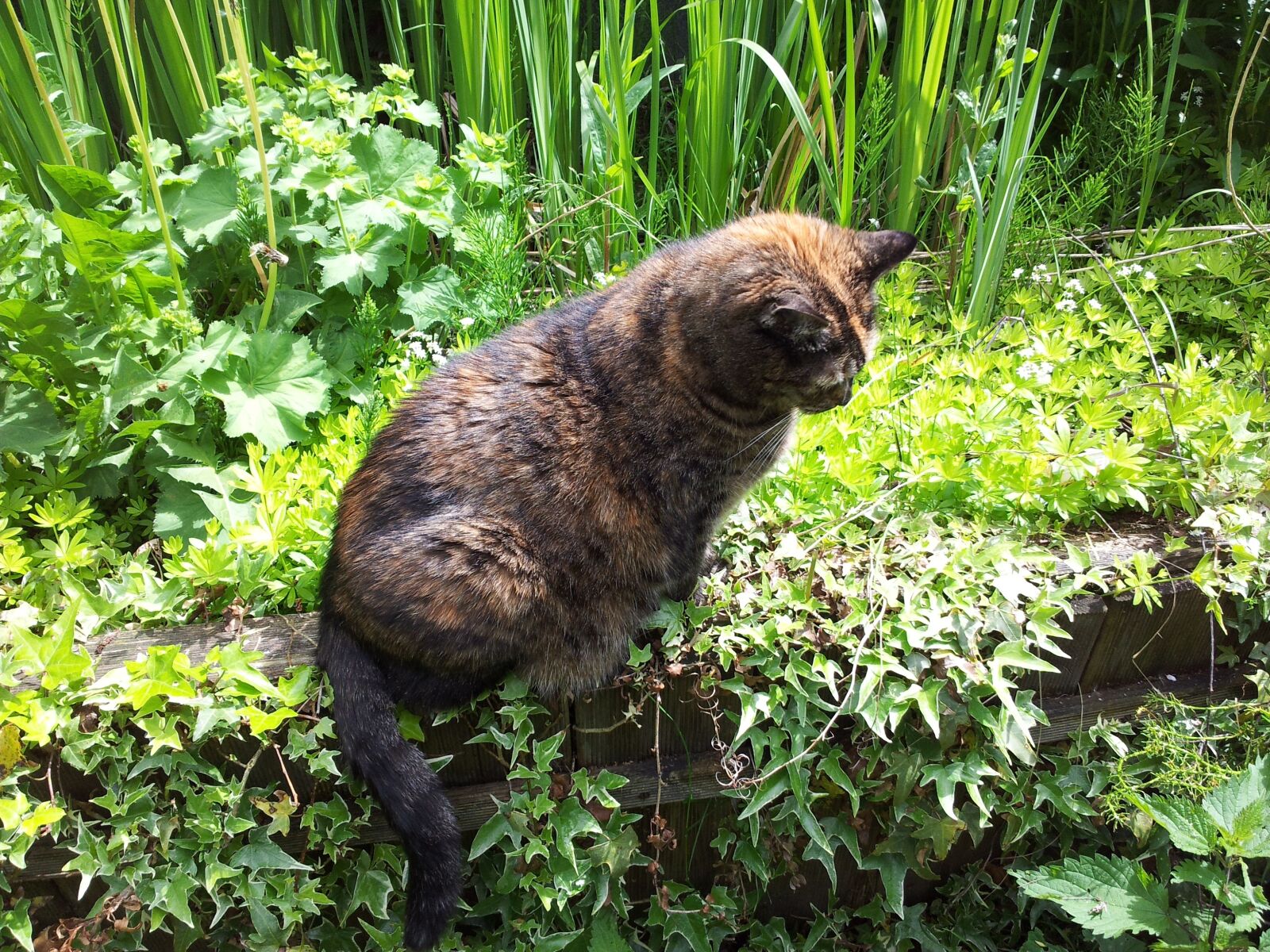 Samsung Galaxy S2 Plus sample photo. Cat, domestic cat, hunt photography