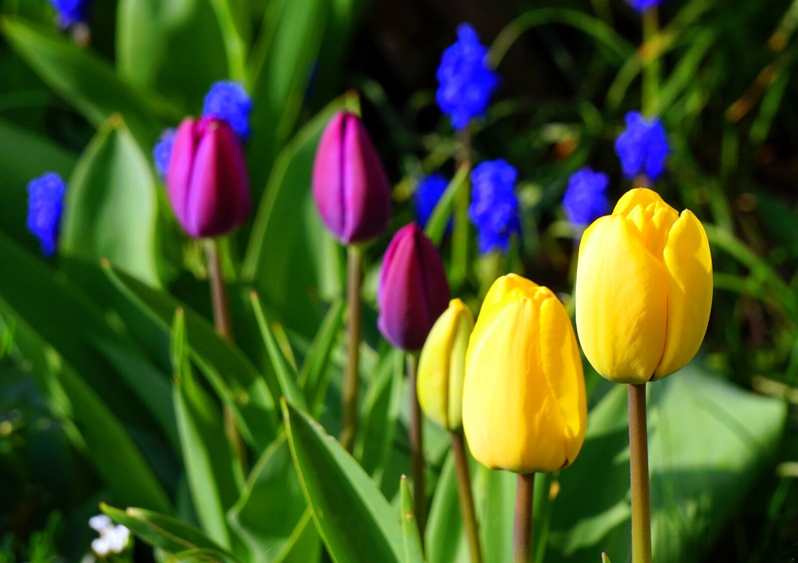 Sony Alpha a5000 (ILCE 5000) + Sony E 55-210mm F4.5-6.3 OSS sample photo. Tulips, blossom, bloom photography