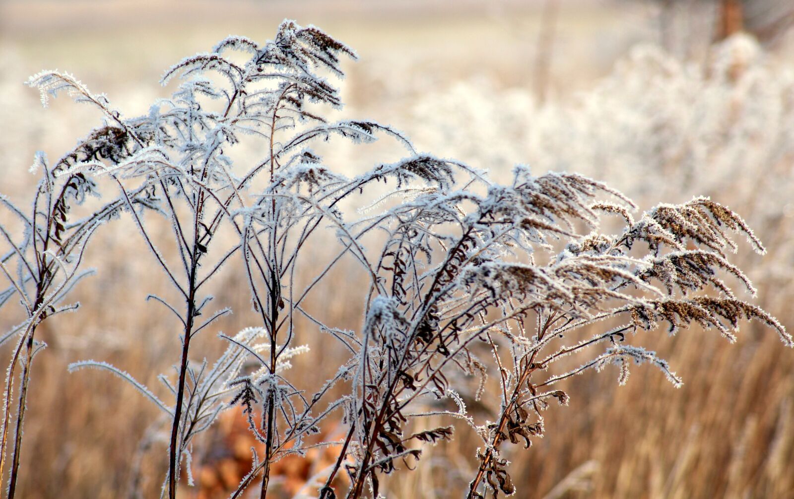 Canon EOS 1200D (EOS Rebel T5 / EOS Kiss X70 / EOS Hi) sample photo. Frost, grass, winter photography