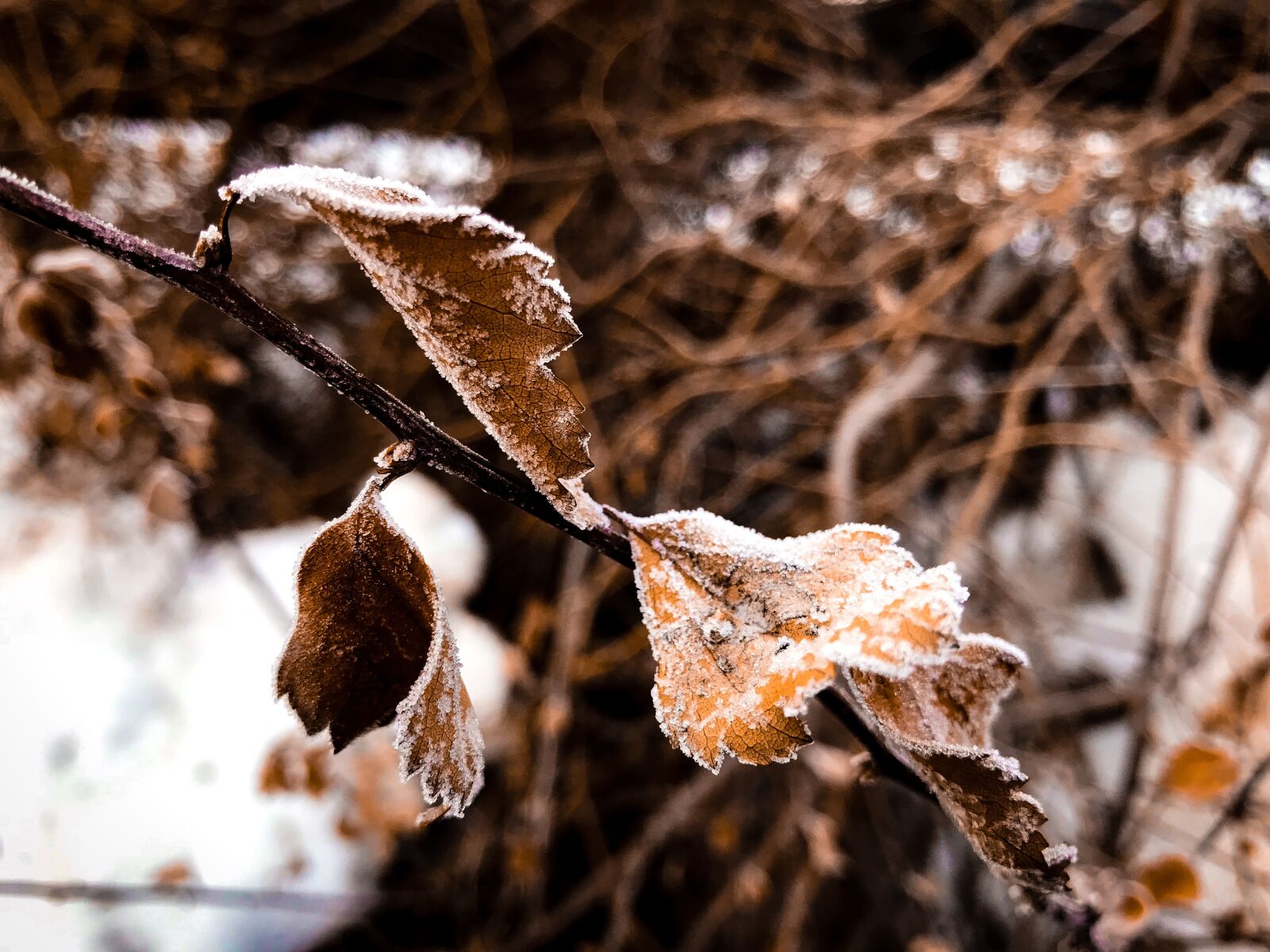 iPhone 7 Plus back dual camera 3.99mm f/1.8 sample photo. Winter, snow, ice photography