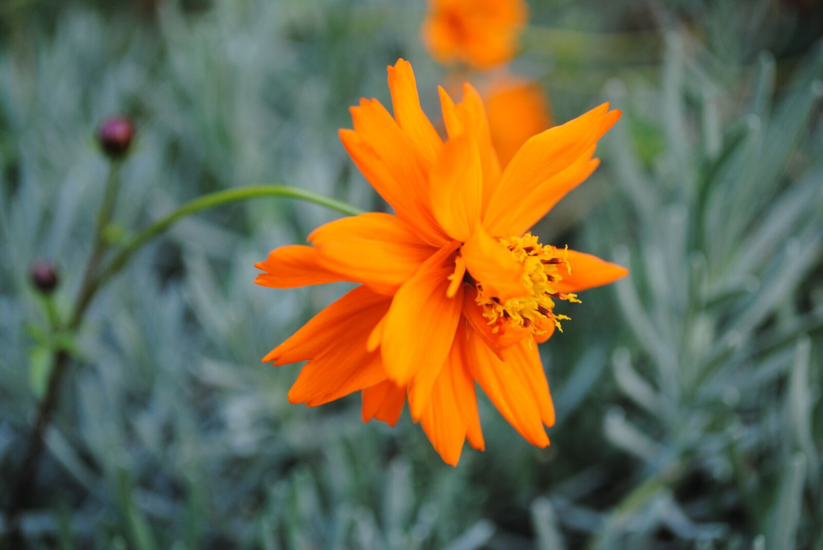 Nikon D3000 sample photo. Flowers, orange, gentle photography
