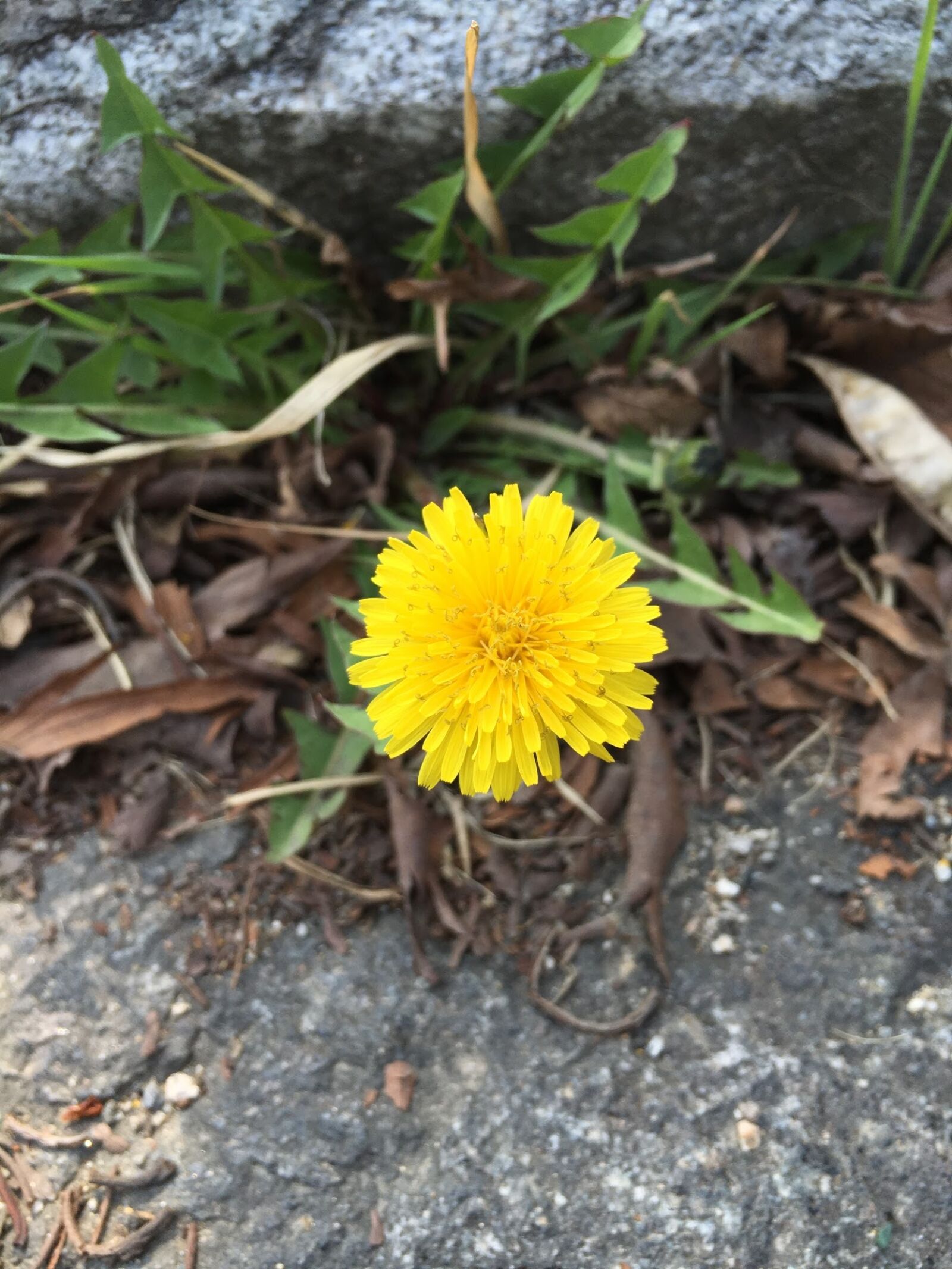Apple iPhone 6s sample photo. Flowers, dandelion, plants photography