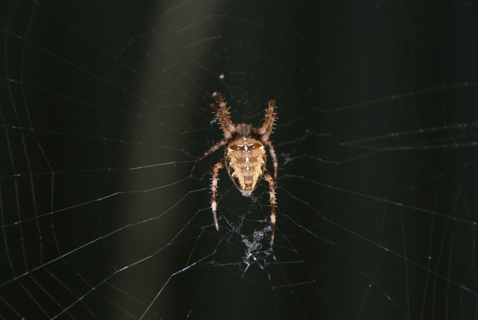 Sony Alpha DSLR-A200 sample photo. Bug, spin, web photography
