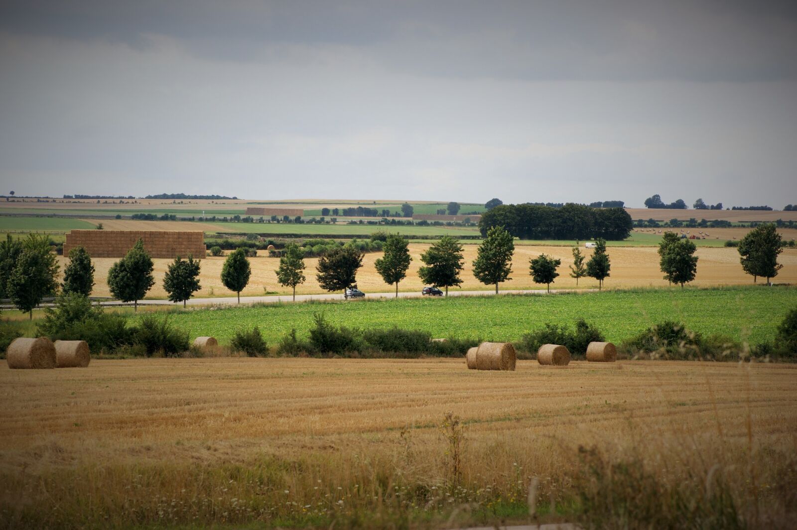 Sony Alpha DSLR-A290 sample photo. Nature, field, summer photography