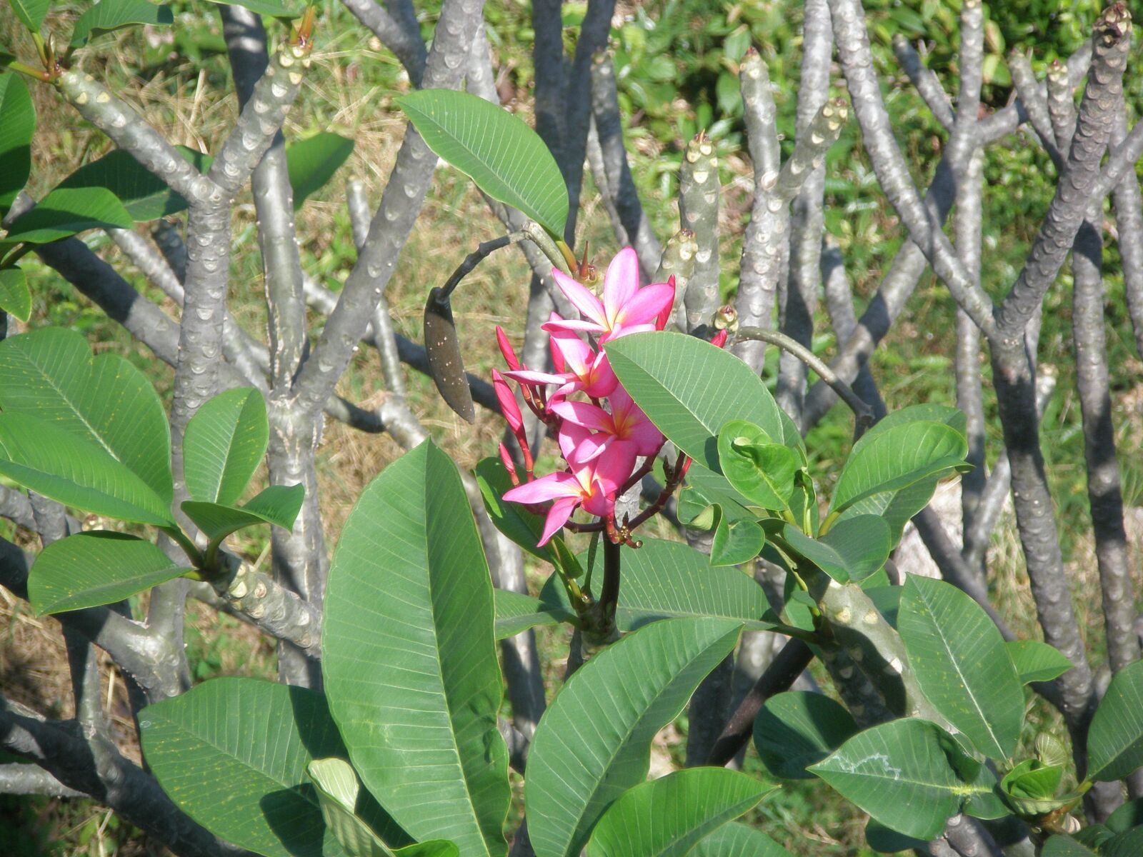Olympus FE240/X795 sample photo. Exotic, nature, flower photography