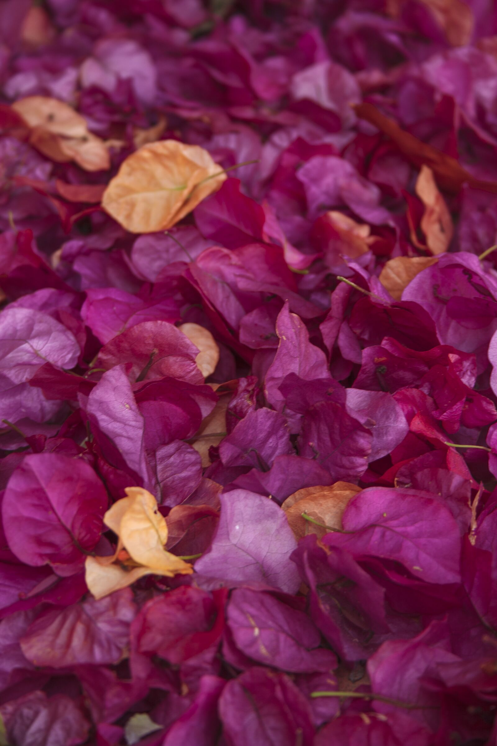 Canon EF-S 18-55mm F3.5-5.6 II sample photo. Petals, flowers, aroma photography