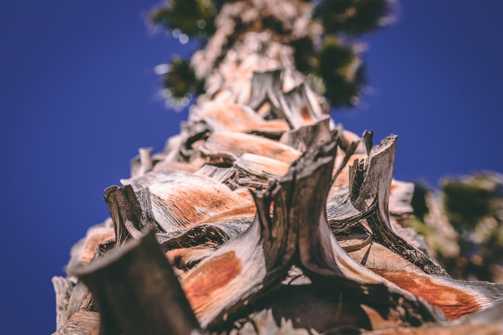 Canon EOS 80D sample photo. Palm tree, close shot photography