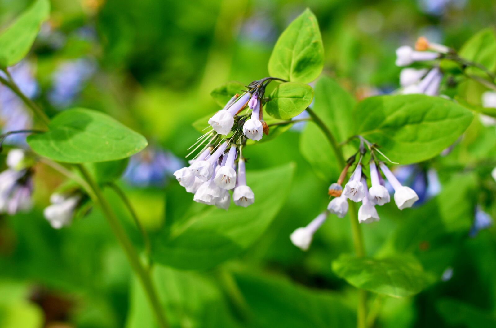 Nikon D7000 sample photo. Virginia, flower, bloom photography