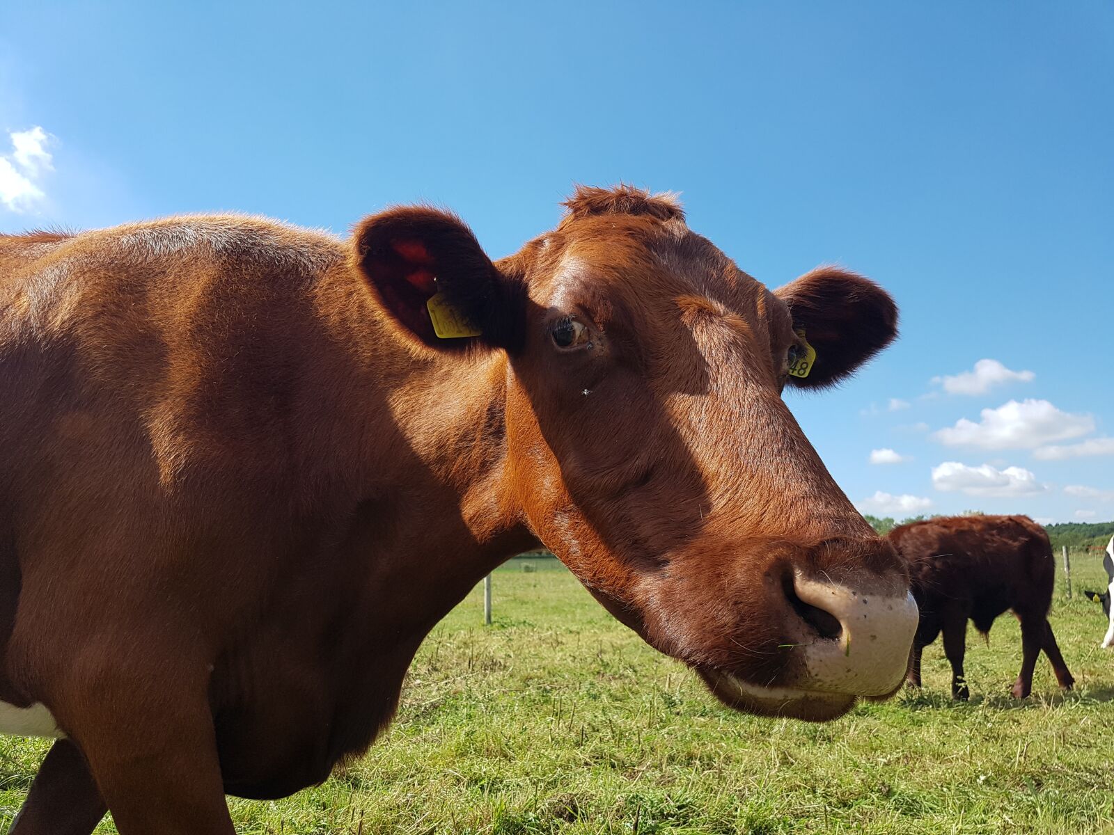 Samsung Galaxy S7 sample photo. Countryside, cow, farm photography