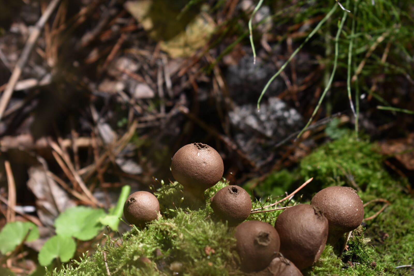 Nikon D3400 sample photo. Mushrooms, toadstools, fungi photography