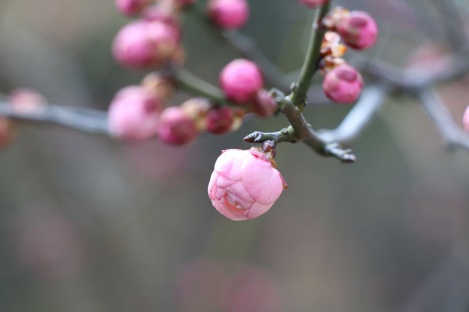 Canon EOS 77D (EOS 9000D / EOS 770D) sample photo. Nature, plum blossom, bloom photography