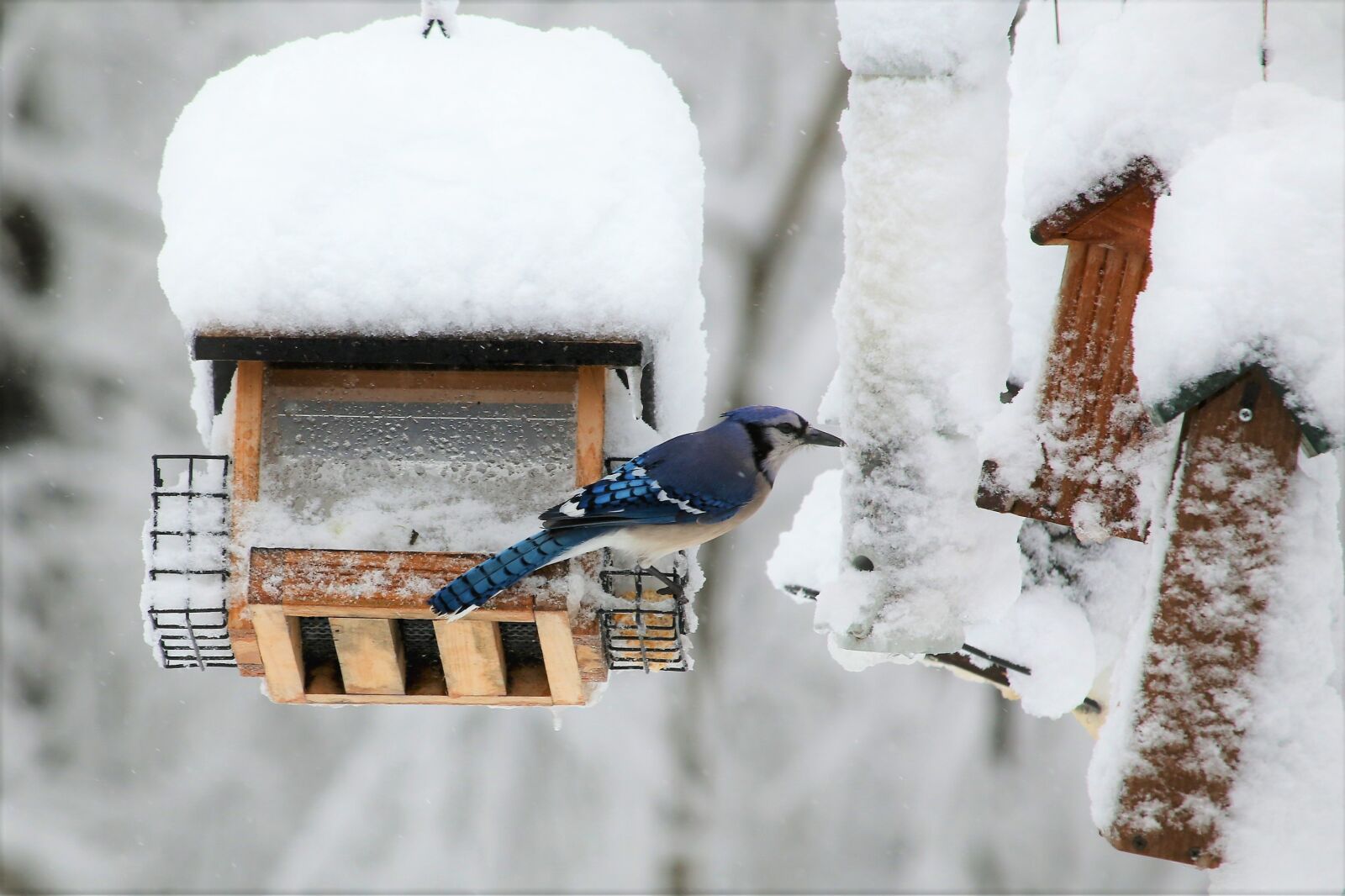 Canon EOS 70D + Canon EF-S 55-250mm F4-5.6 IS STM sample photo. Winter, snow, cold photography