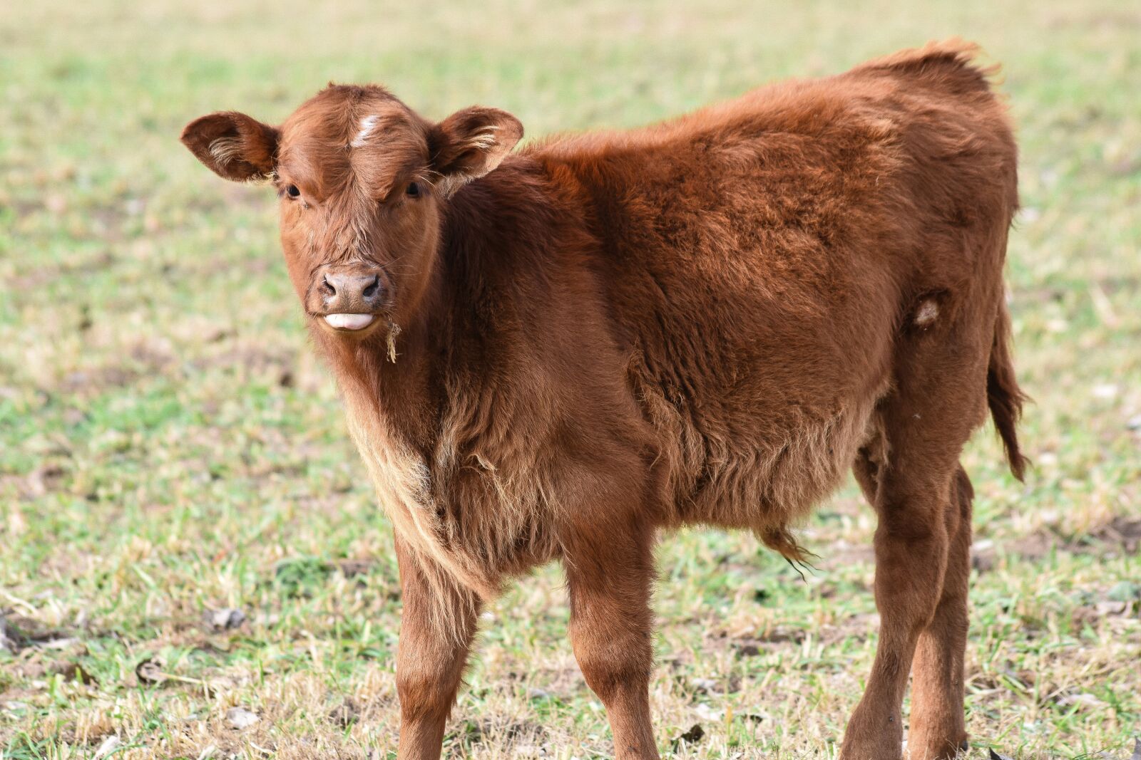 Nikon D5500 sample photo. Bovine, animal, livestock photography