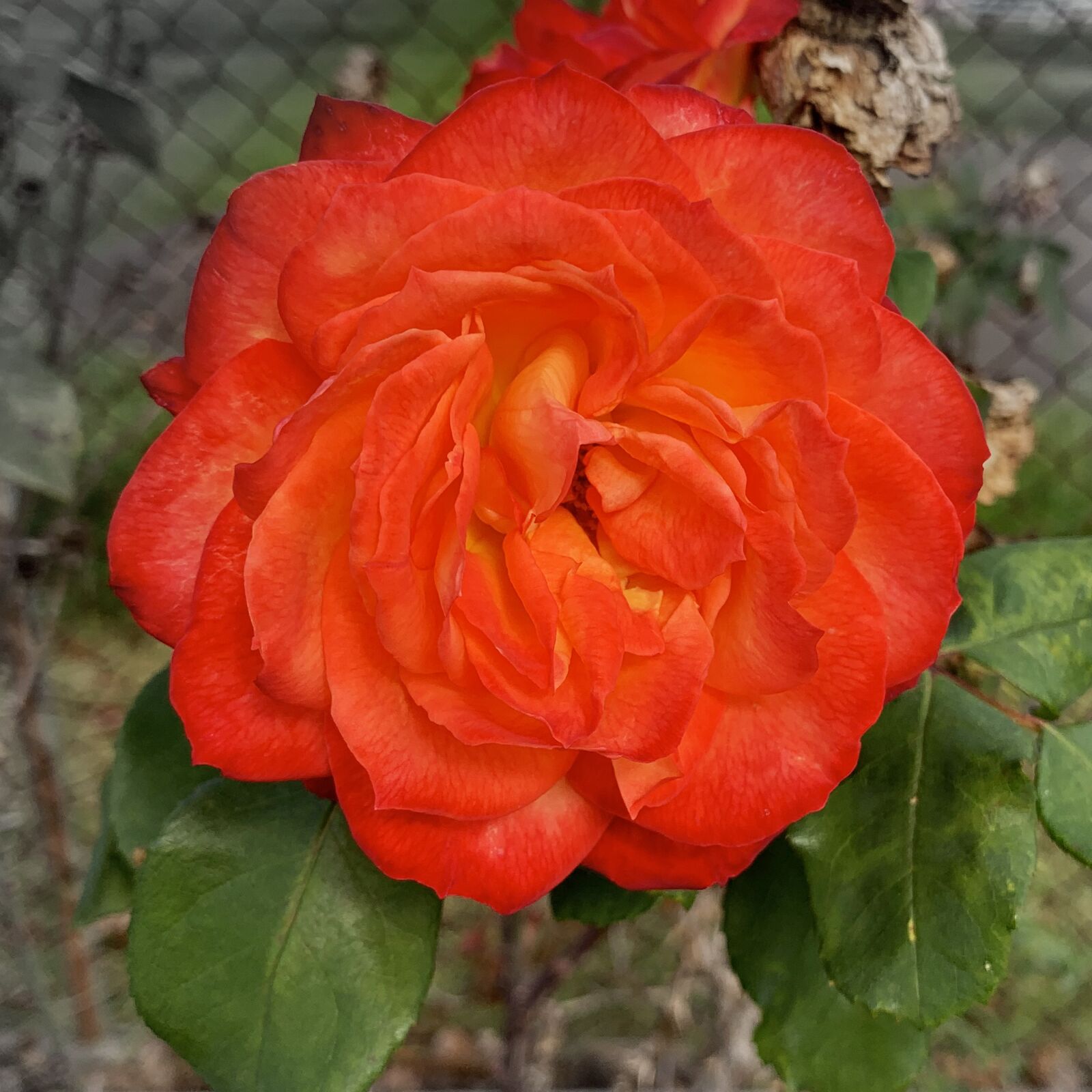 iPhone XS back dual camera 4.25mm f/1.8 sample photo. Rose, orange, flower photography