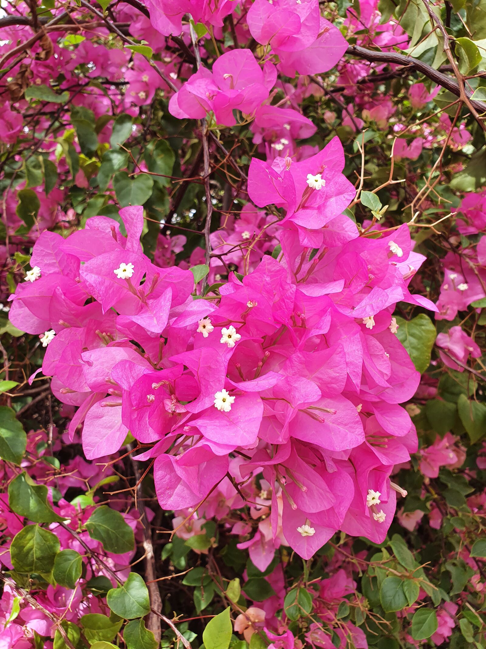 Samsung Galaxy S10+ sample photo. Flowers, blossom, pink photography