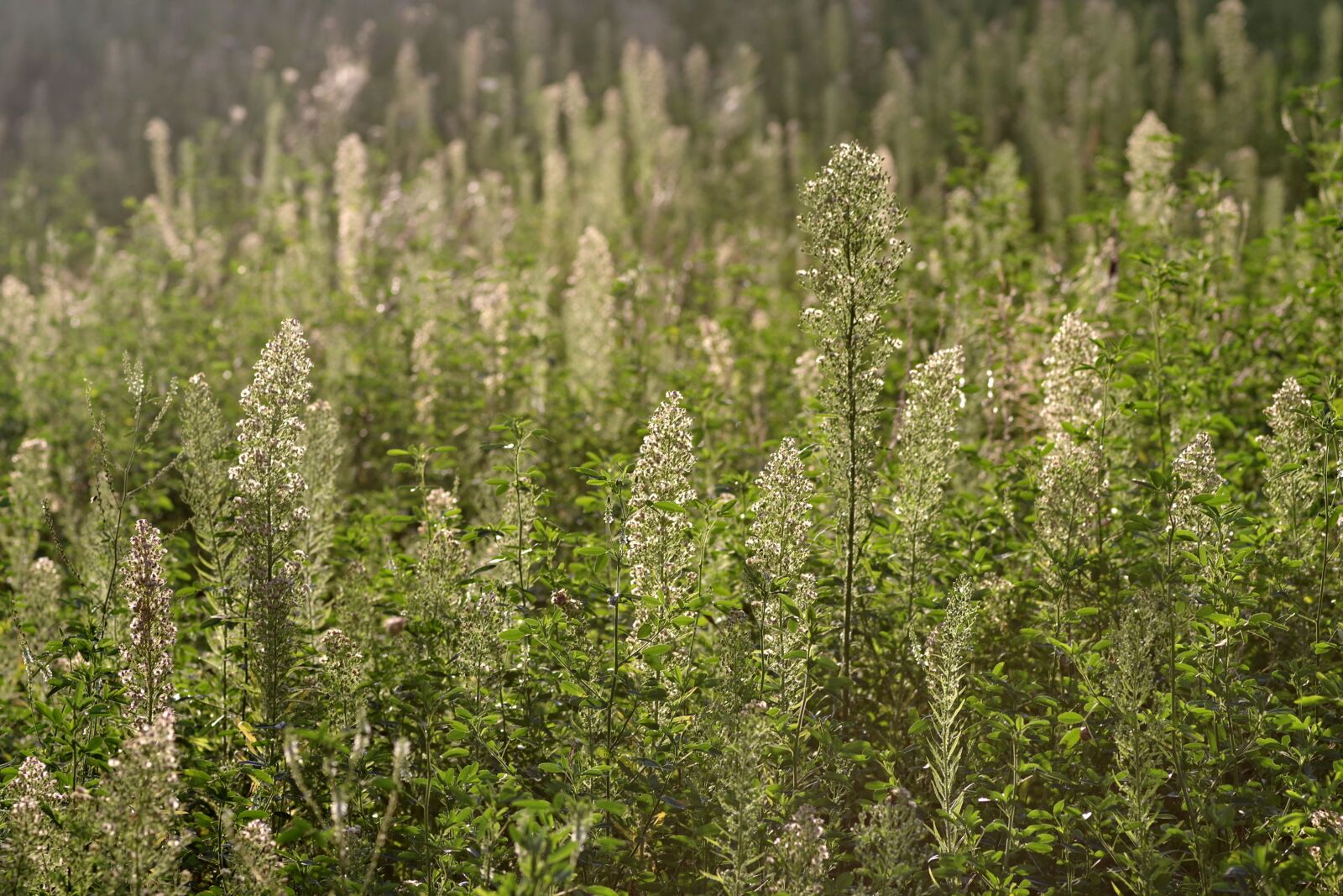 Pentax K-S2 sample photo. Meadow, the end of photography