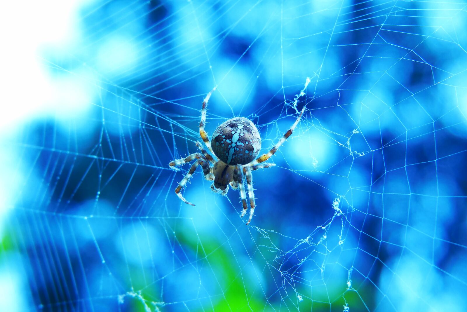 Panasonic Lumix DMC-FZ200 sample photo. Crusader garden, female, spider photography