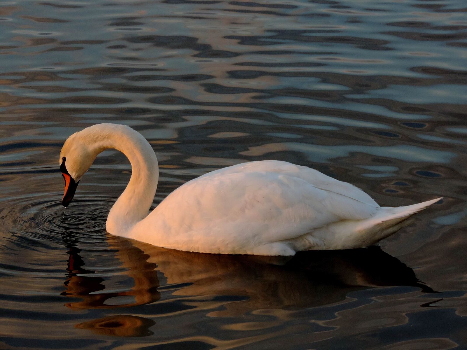 Nikon Coolpix P520 sample photo. Dusk, bird, swan, lake photography