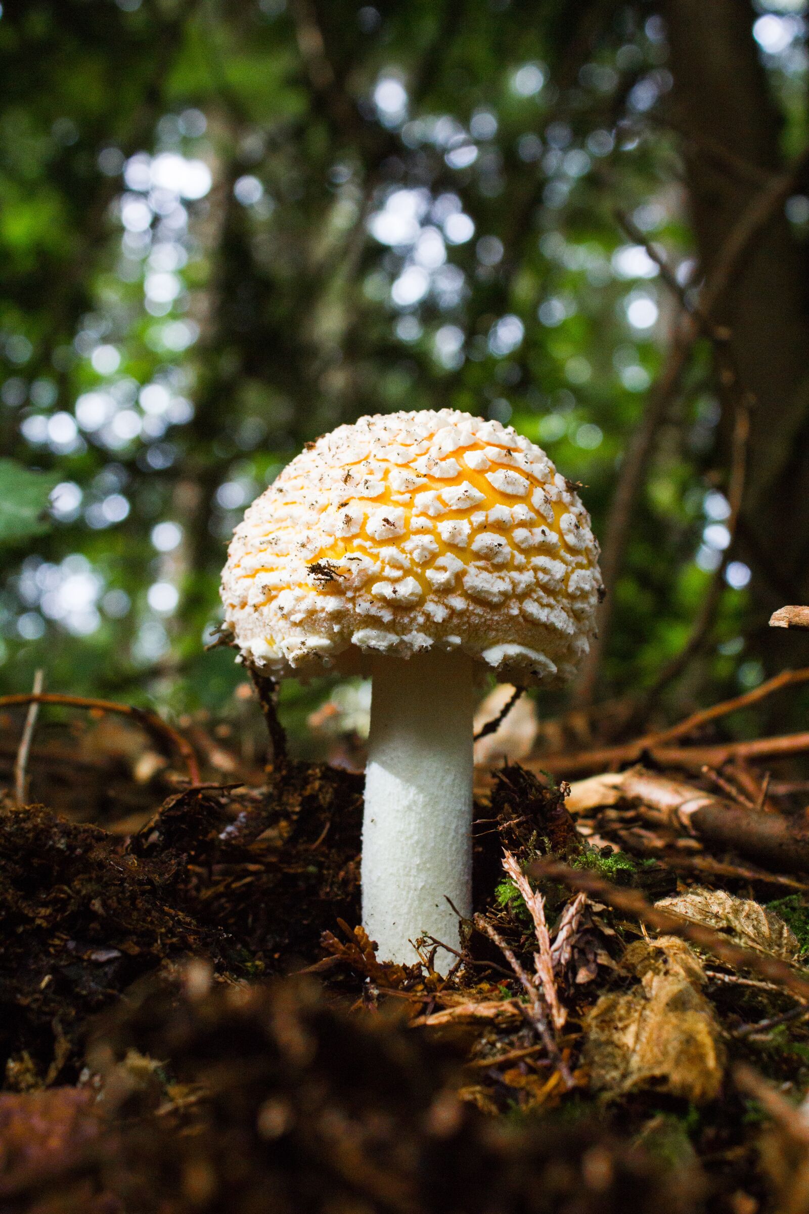 Canon EF-S 18-55mm F3.5-5.6 IS sample photo. Mushroom, fly agaric, forest photography