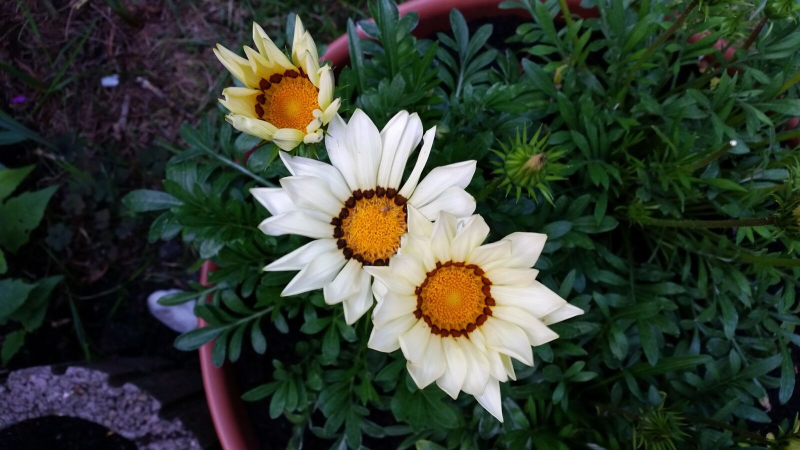 Samsung Galaxy S5 sample photo. Spring, white, garden photography