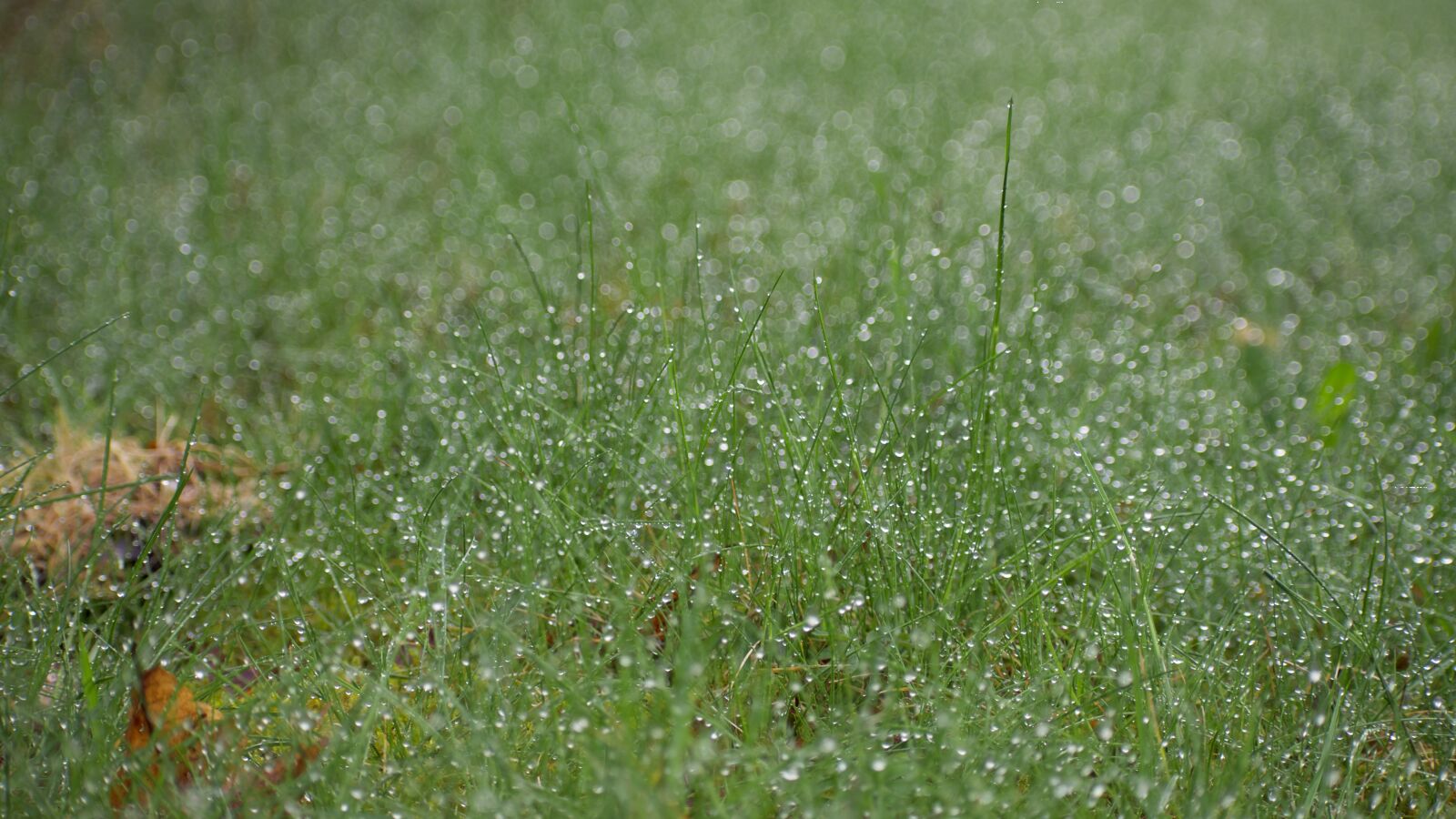 Nikon D3400 sample photo. Dew, lawn, morning photography