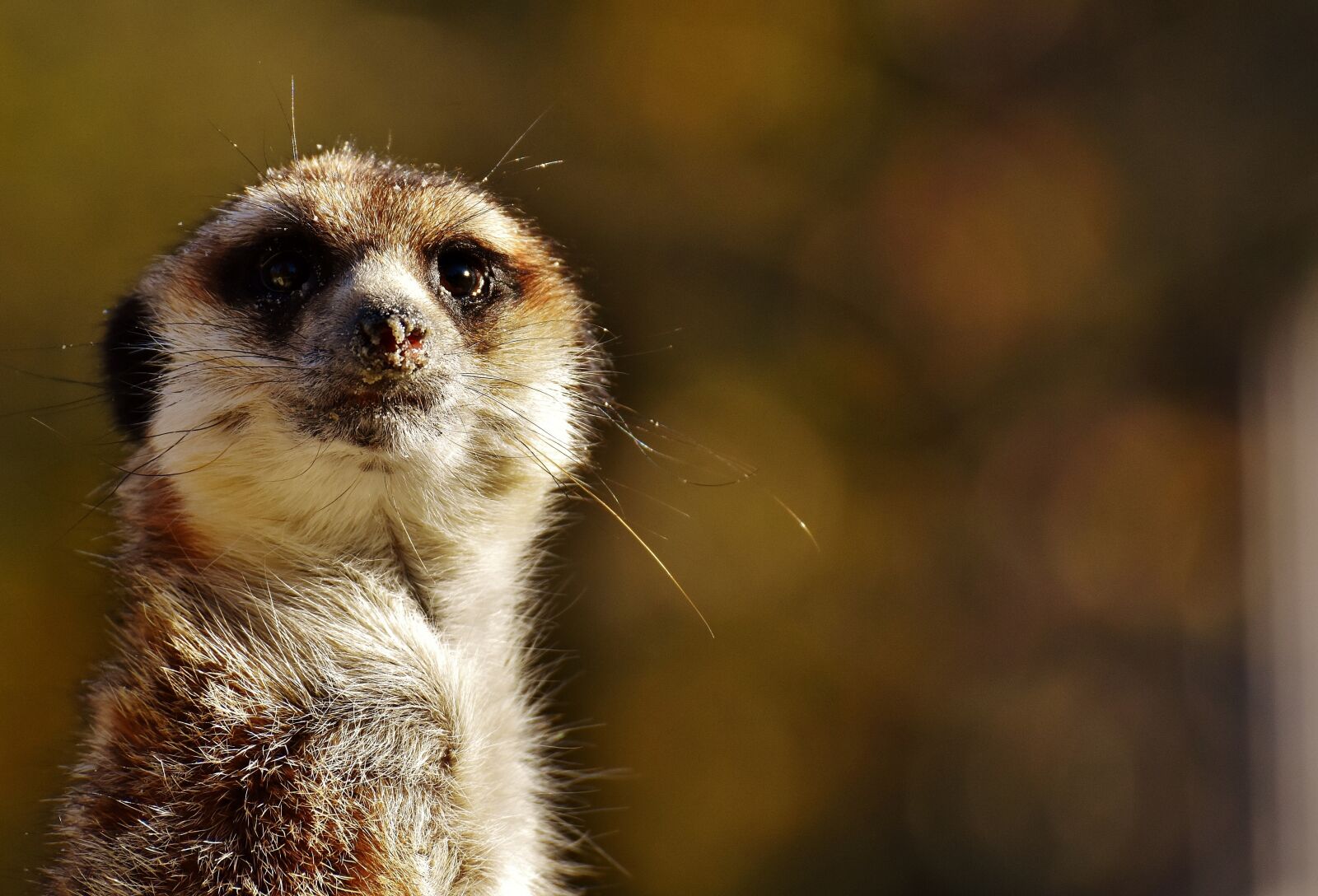 Nikon D7200 sample photo. Meerkat, cute, curious photography