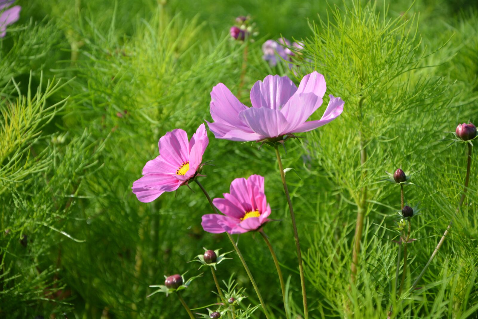 Nikon D5200 sample photo. Flower, purple flowers, green photography