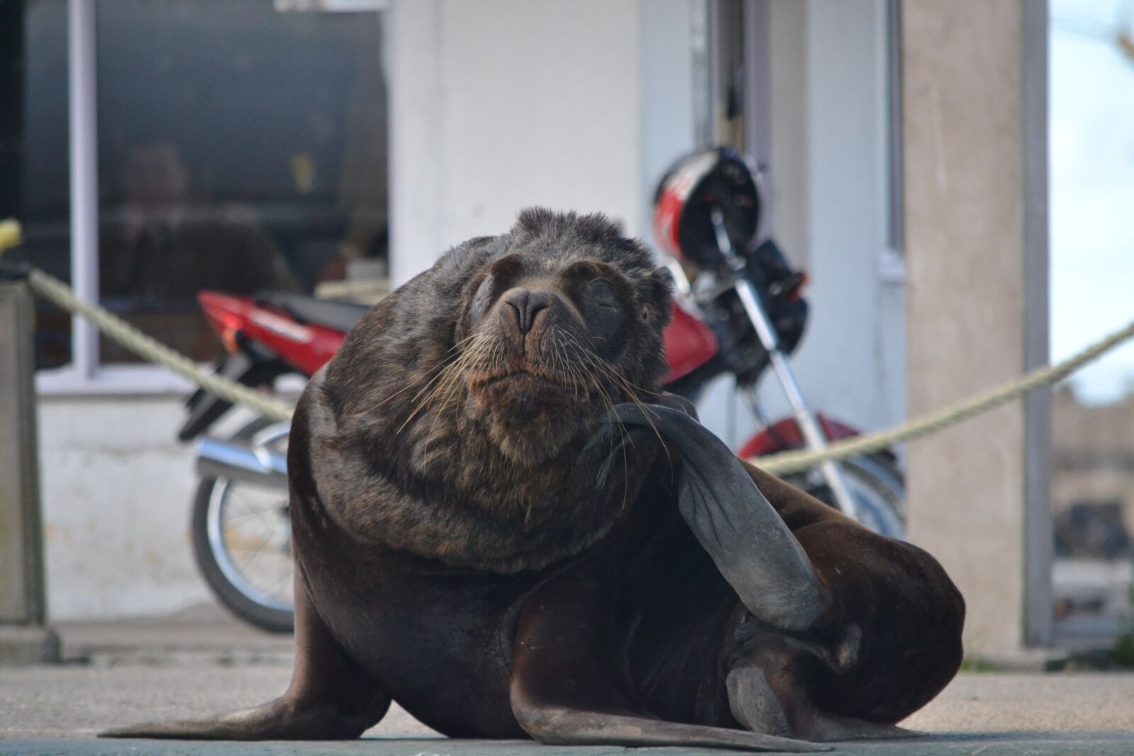 Nikon D3100 sample photo. Sea wolf, animals, nature photography