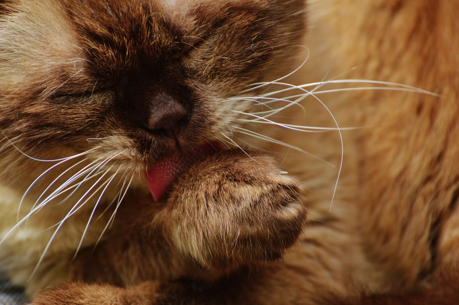 Nikon D3200 sample photo. Cat, british shorthair, clean photography