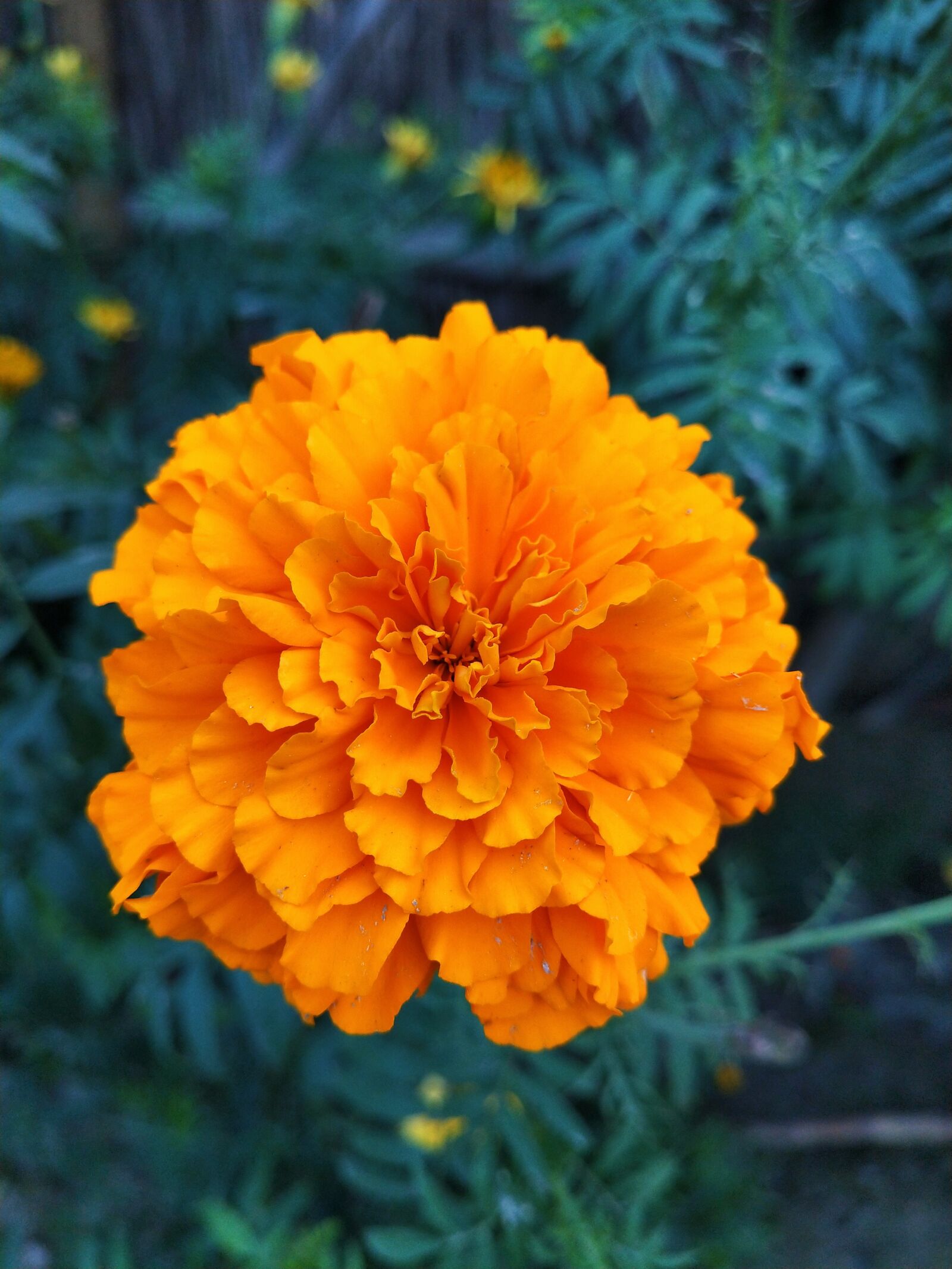 OPPO Realme 2 Pro sample photo. Marigold flower, flower marigold photography
